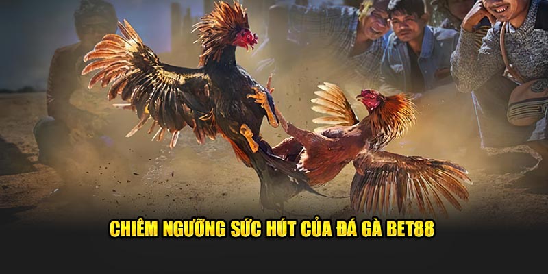 Chiêm ngưỡng sức hút của đá gà BET88