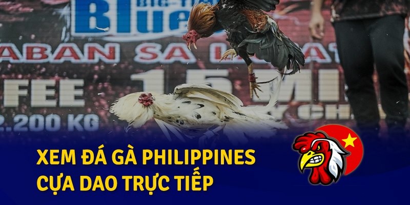 Xem đá gà cựa dao Philippines