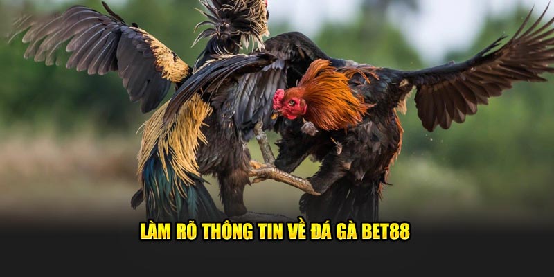 Làm rõ thông tin về đá gà BET88